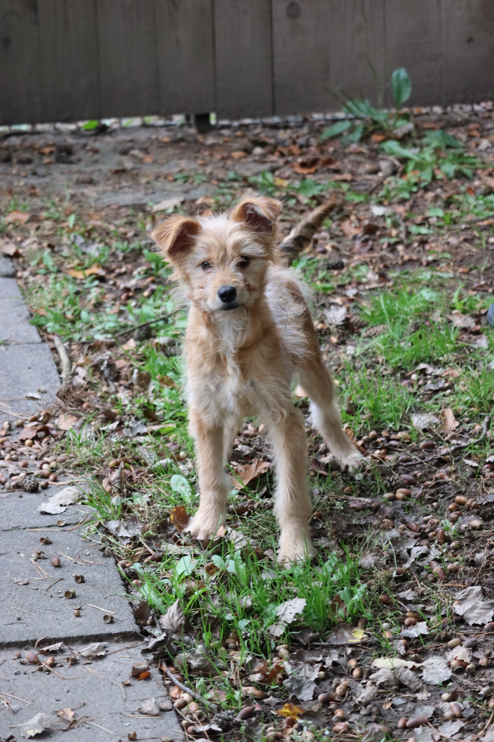 Pippi – Bild 2